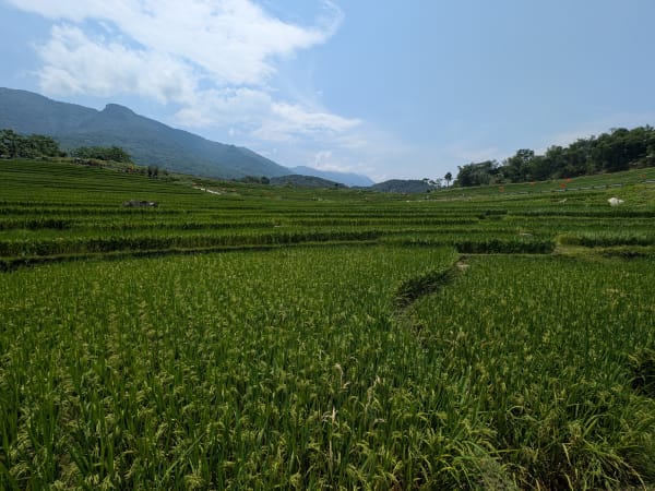 S-Shape Rice Terraces 8