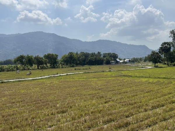 Ta Pa Fields 3