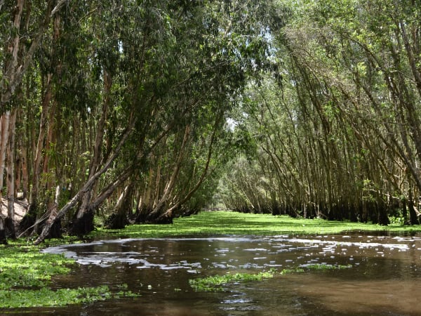 Trà Sư Cajuput Forest 3