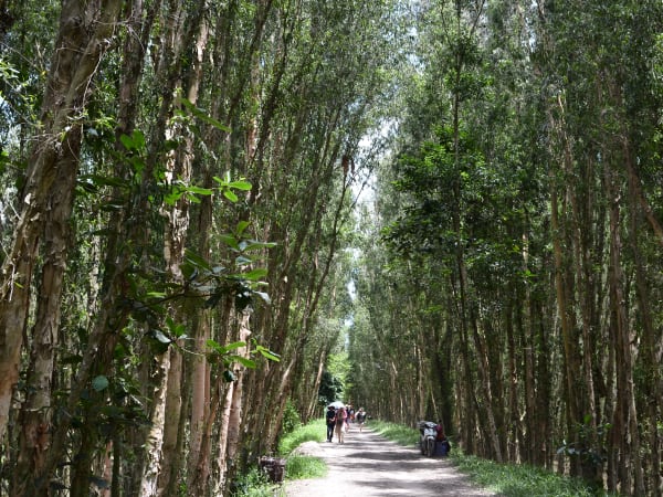 Trà Sư Cajuput Forest 2