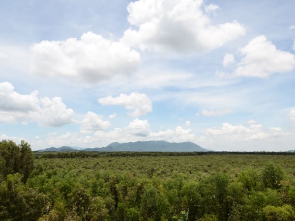 Trà Sư Cajuput Forest 5
