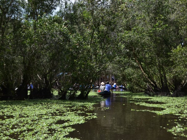 Trà Sư Cajuput Forest 1