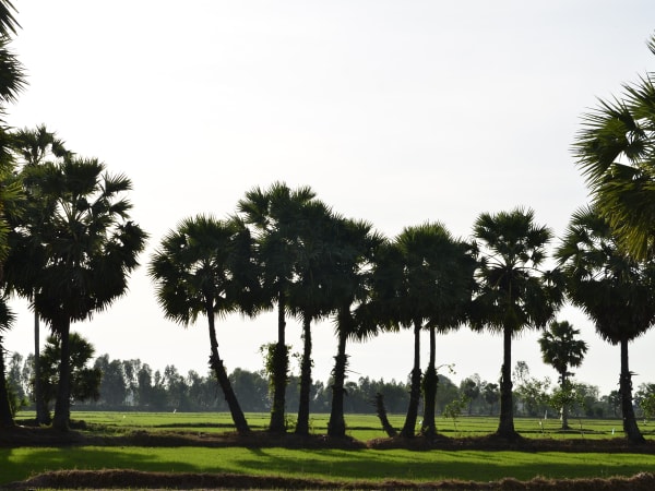 Vĩnh Trung Fields 2