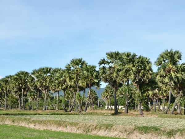 Vĩnh Trung Fields 5