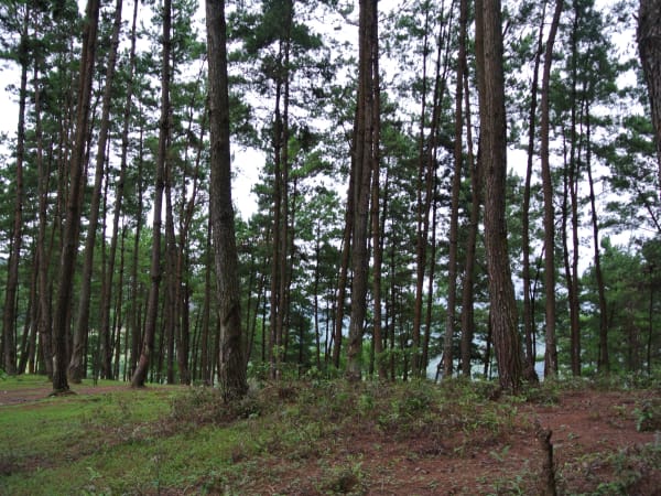 Yên Minh Pine Forest 2