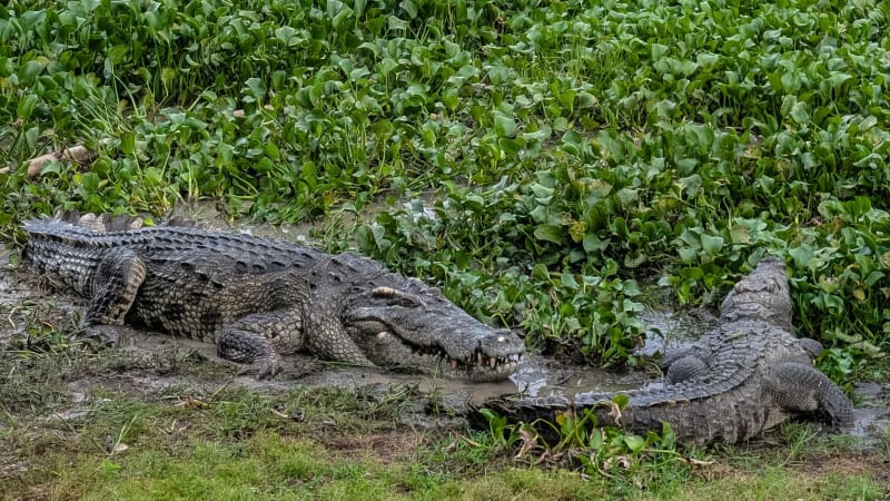 A Night With 700 Crocodiles