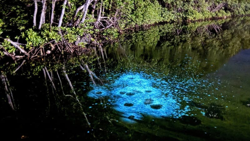 Bioluminescent Plankton in Vietnam - You Might Pay 900k... And See Nothing