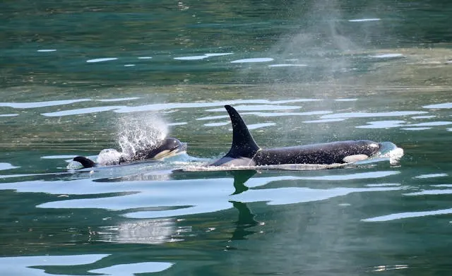 Can Orca’s Talk? – QuokkaDaily