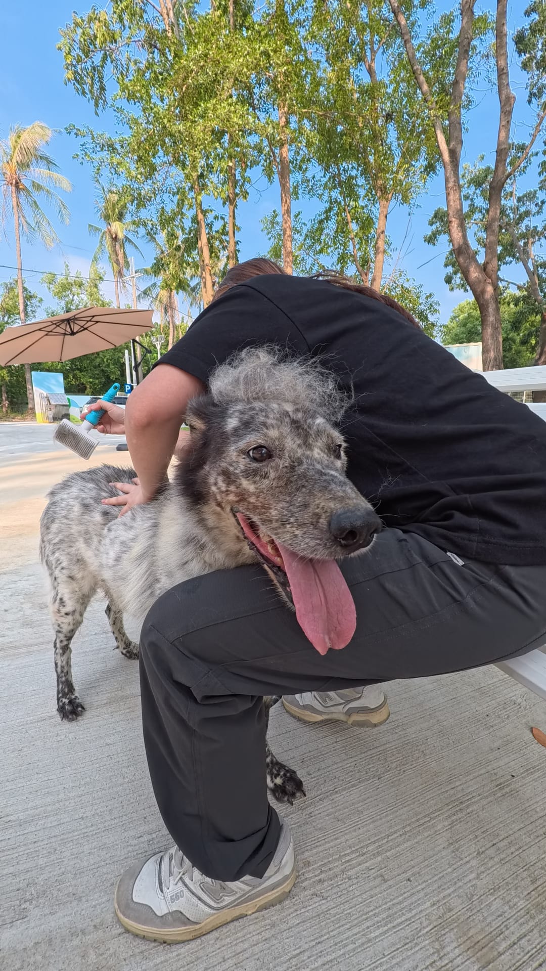 帥氣牧羊犬魂上身 的照片