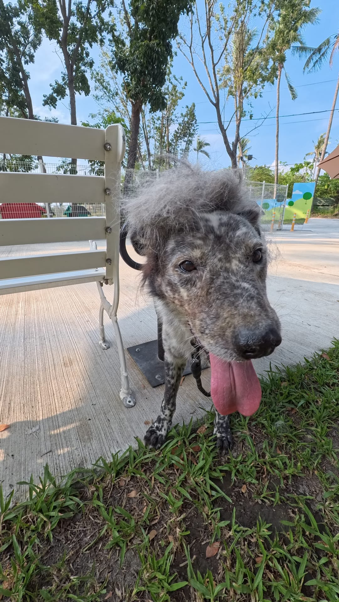 帥氣牧羊犬魂上身 的照片