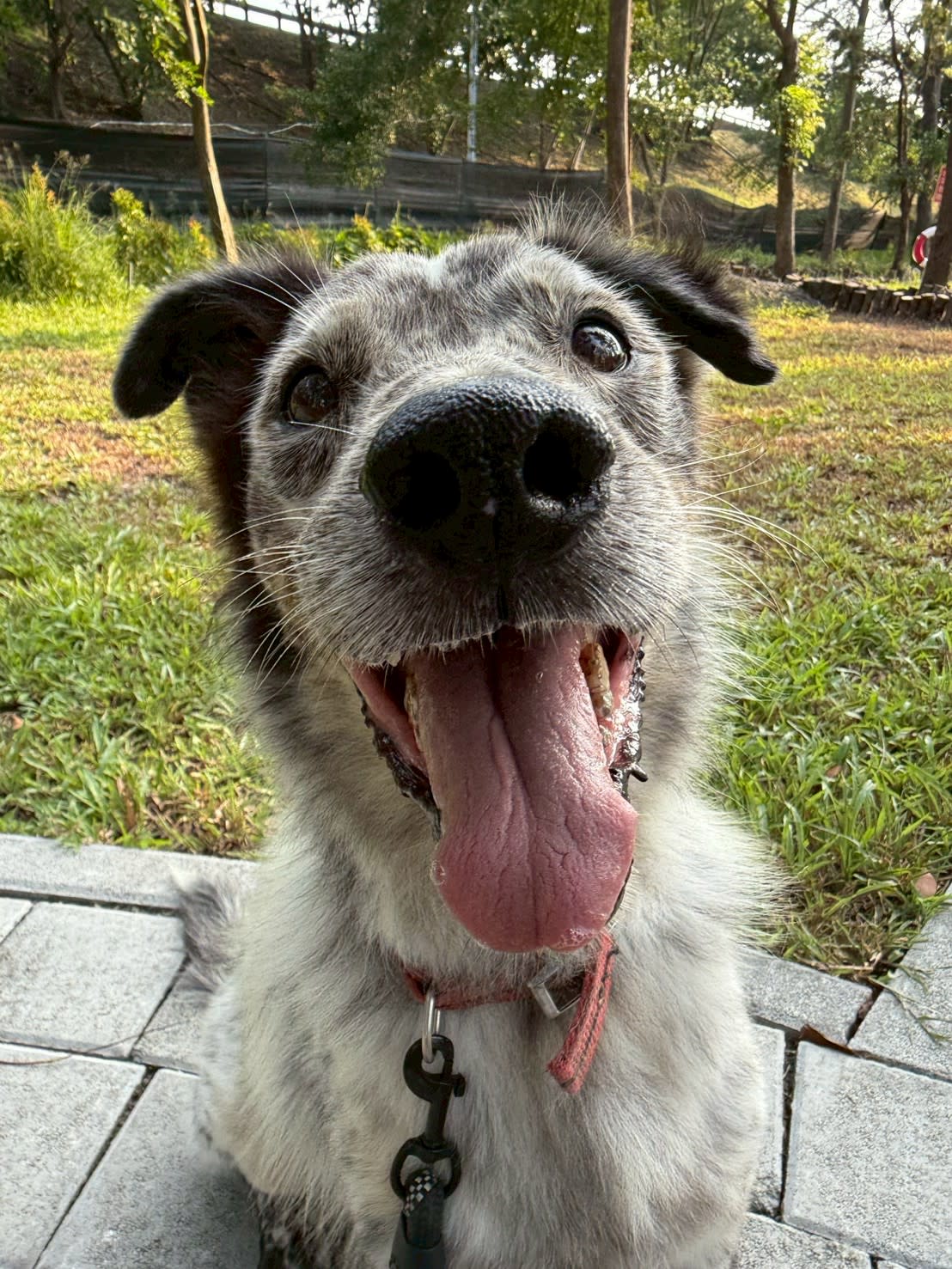 帥氣牧羊犬魂上身 的照片