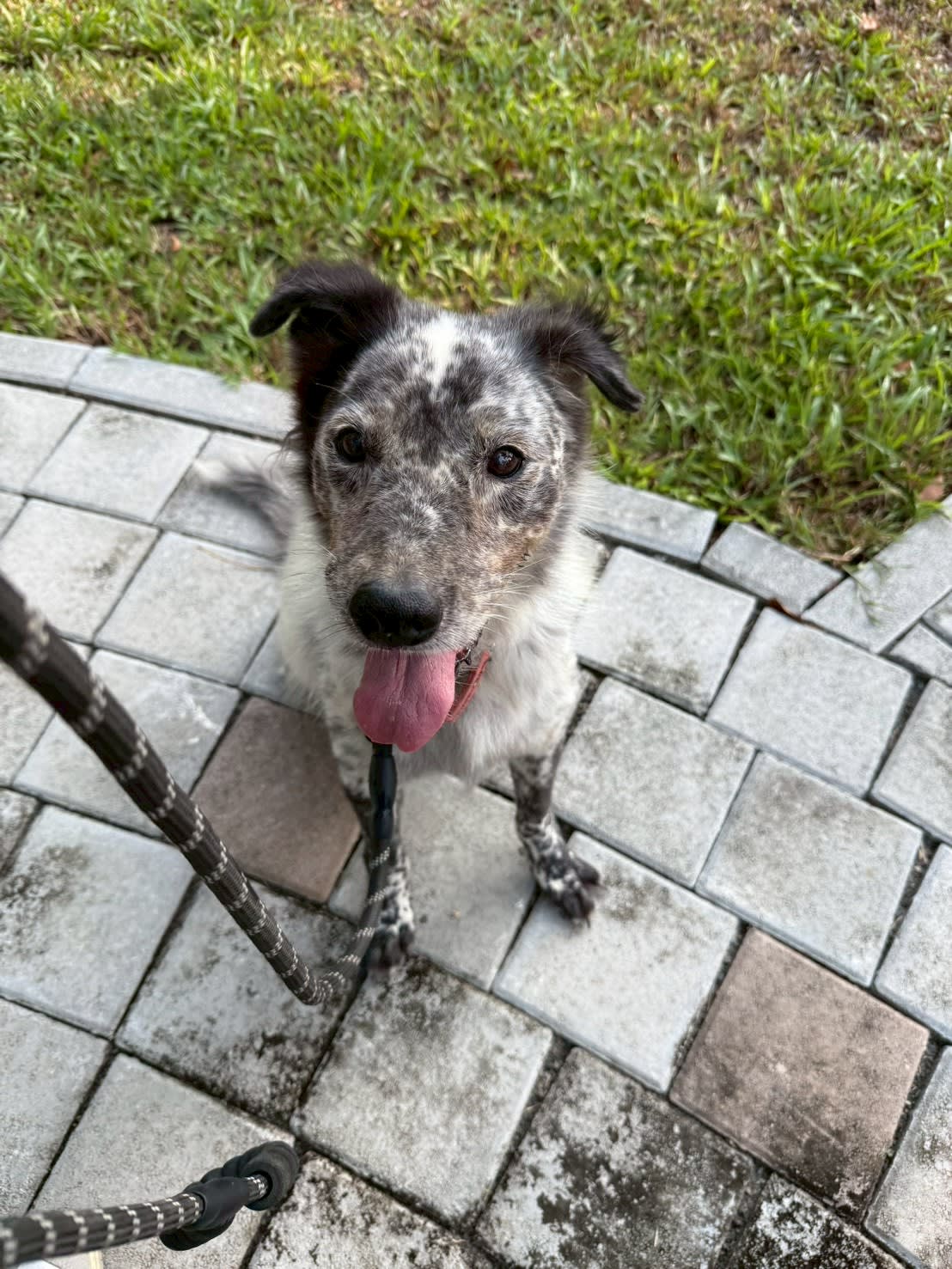帥氣牧羊犬魂上身 的照片