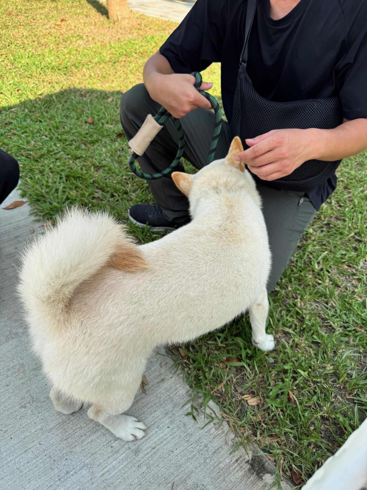 Leo 訓練師訓練帶白柴 的照片