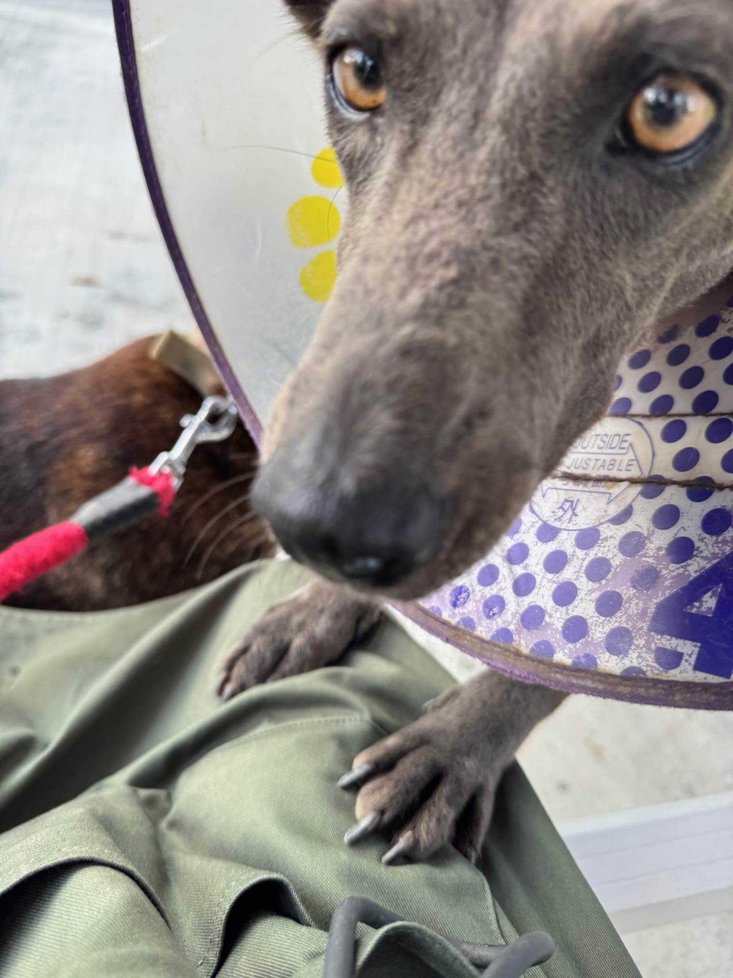 小雨跟 Vico 帶著灰灰倒室內互動 的照片