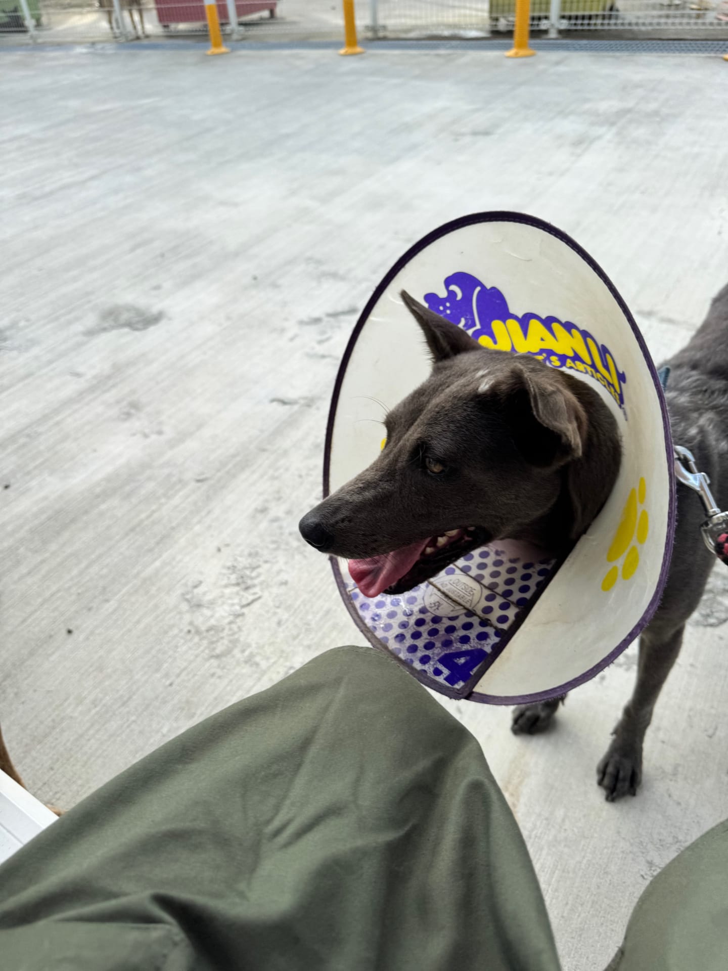 小雨跟 Vico 帶著灰灰倒室內互動 的照片