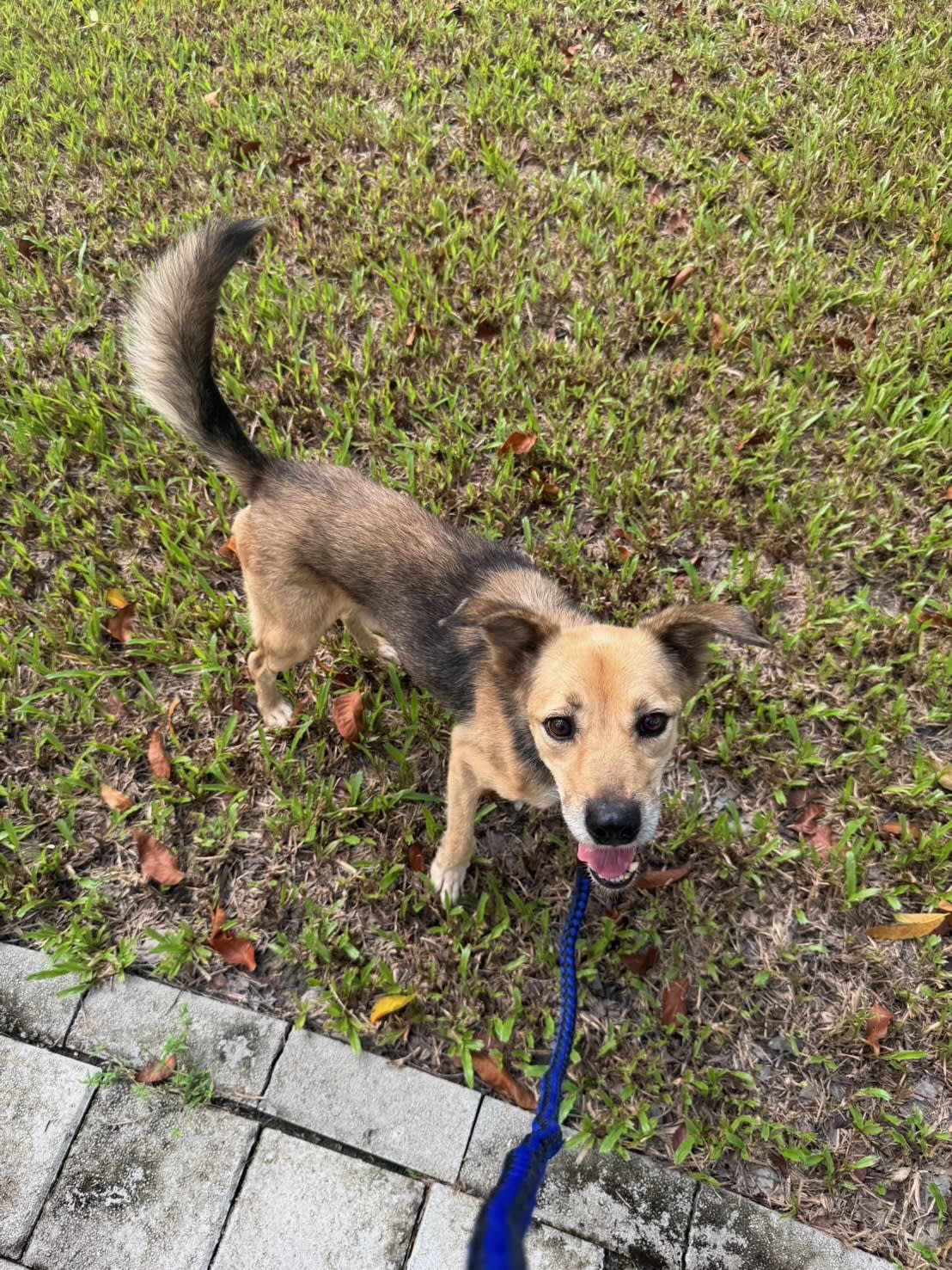 奶茶萌照與討吃 的照片