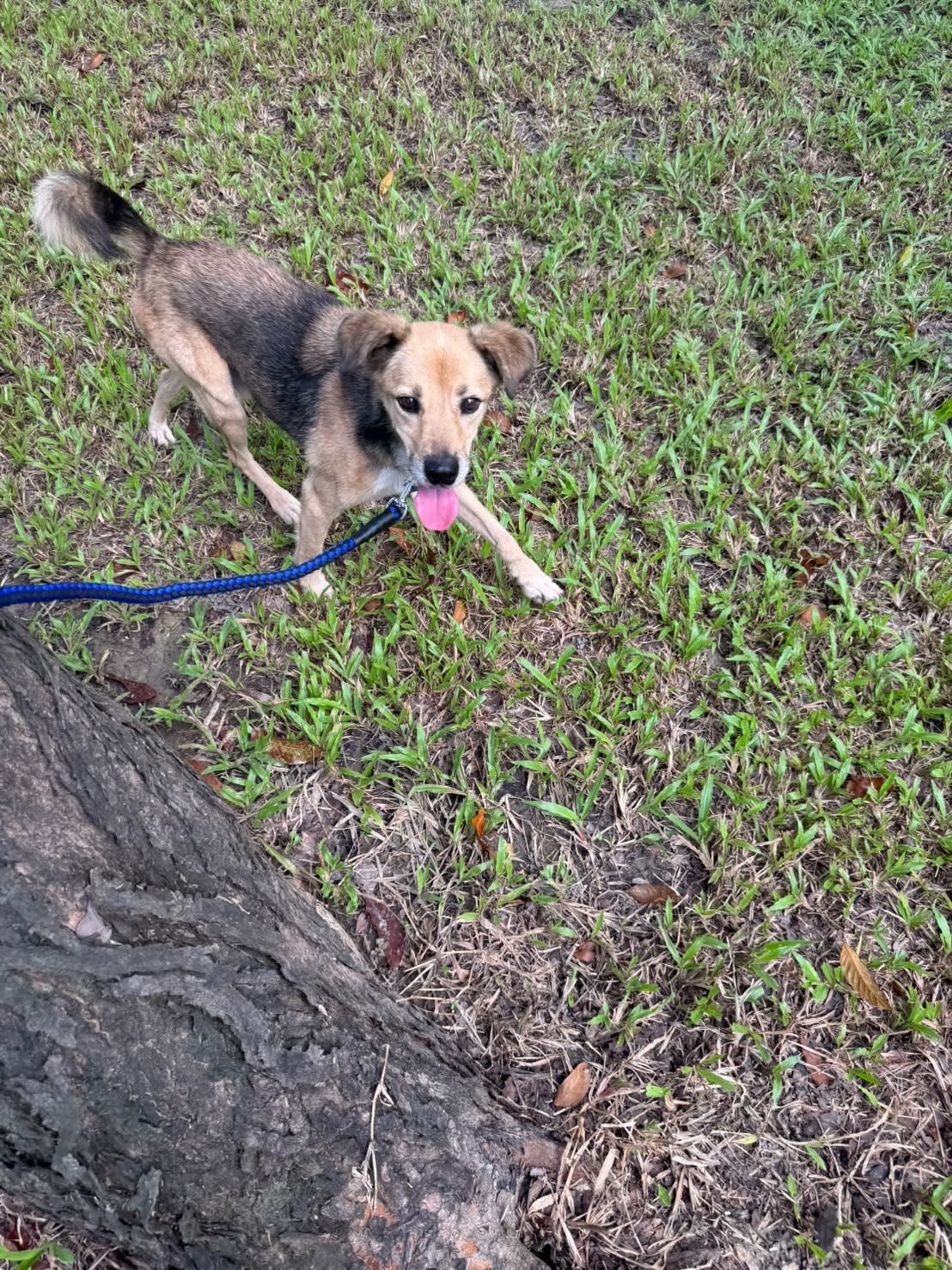 奶茶萌照與討吃 的照片