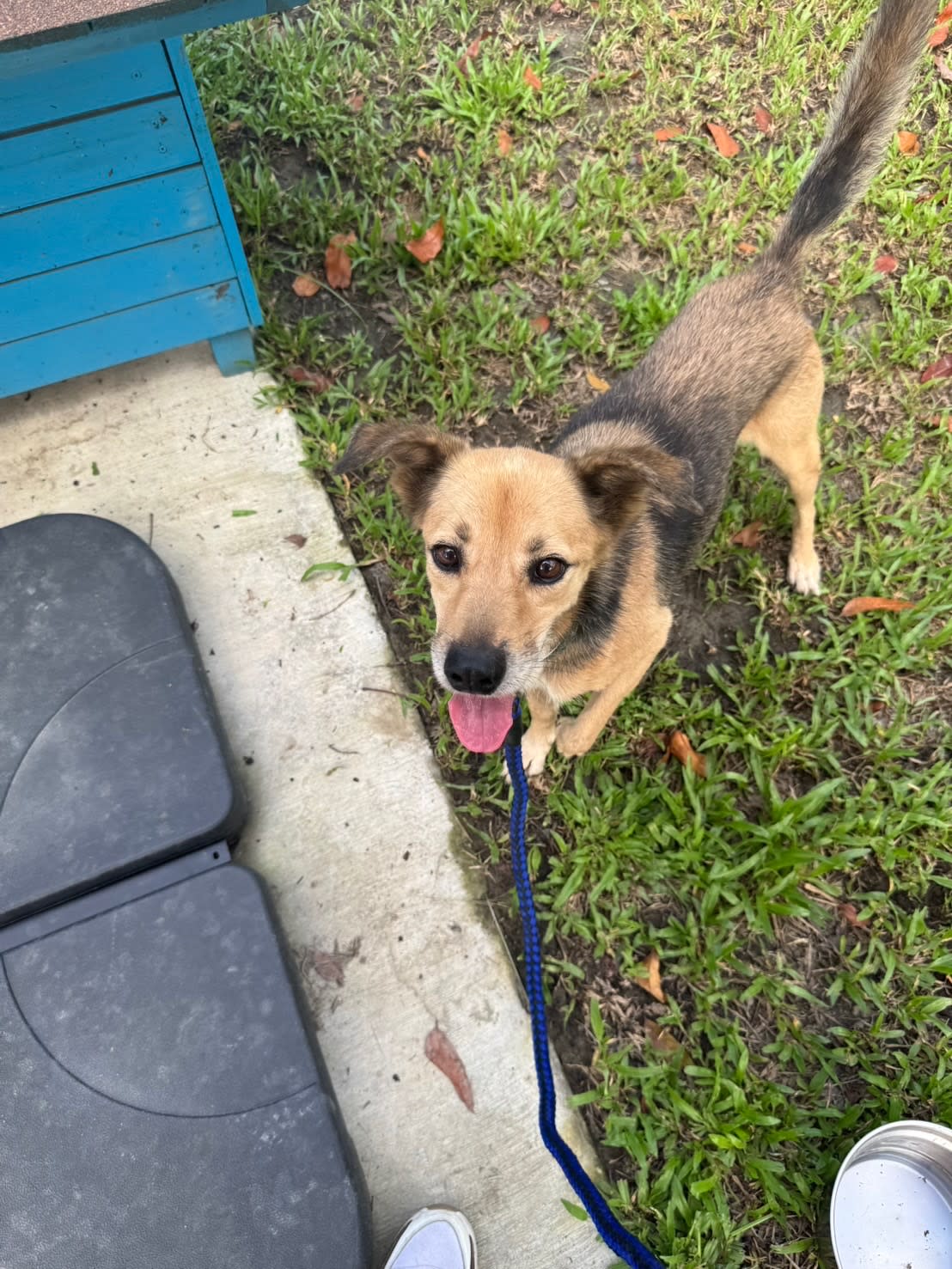 奶茶萌照與討吃 的照片