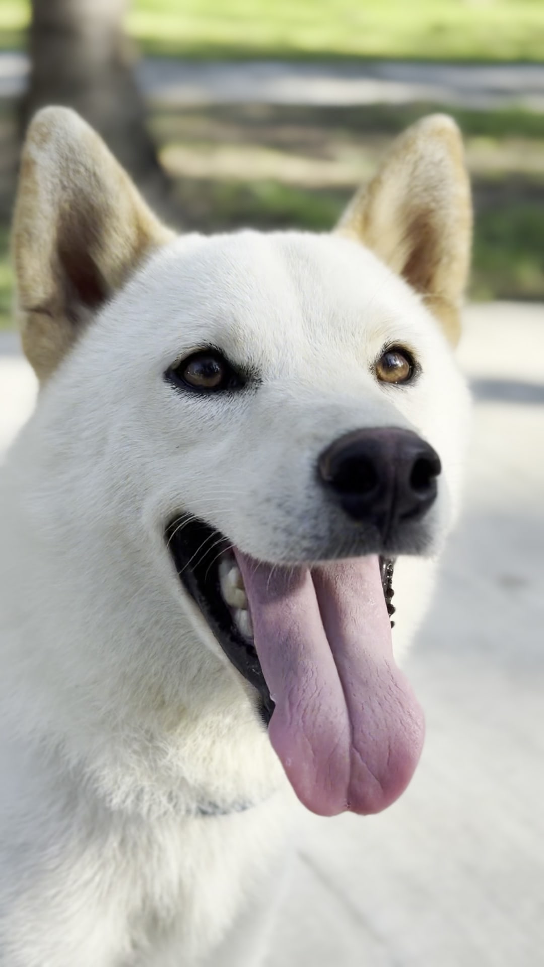 Vico 拍出白柴的帥氣 的照片