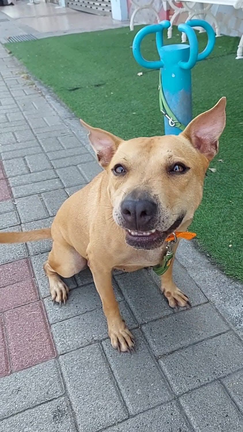 柴茶小劇場～ 的照片