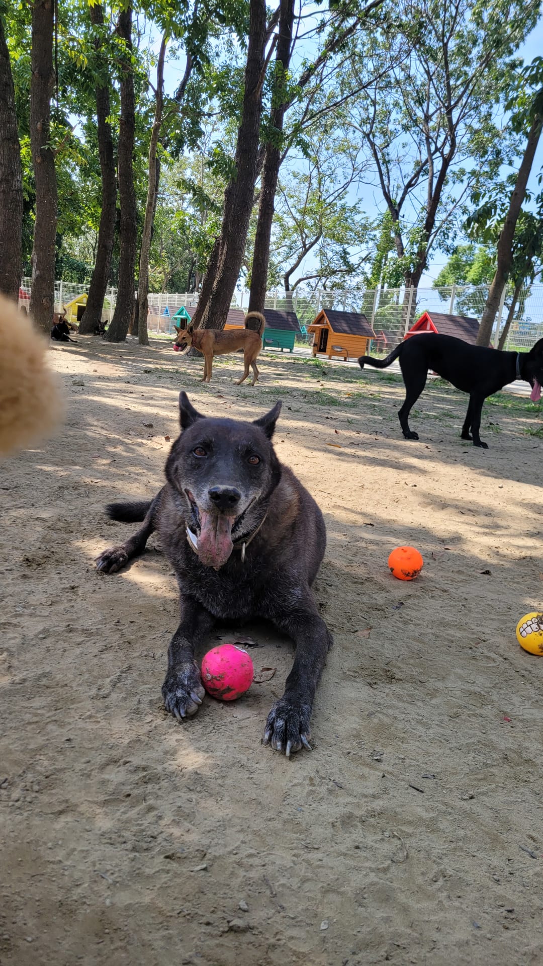 球球富翁 的照片