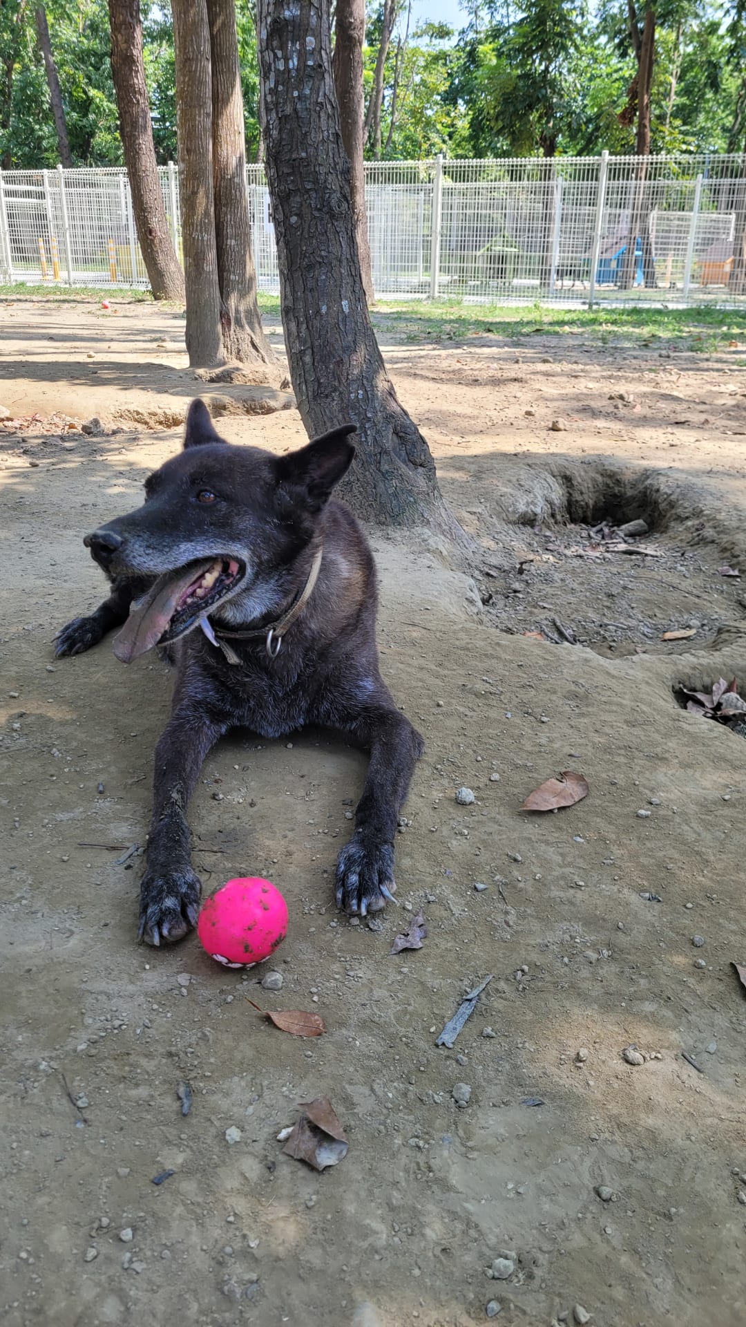 球球富翁 的照片