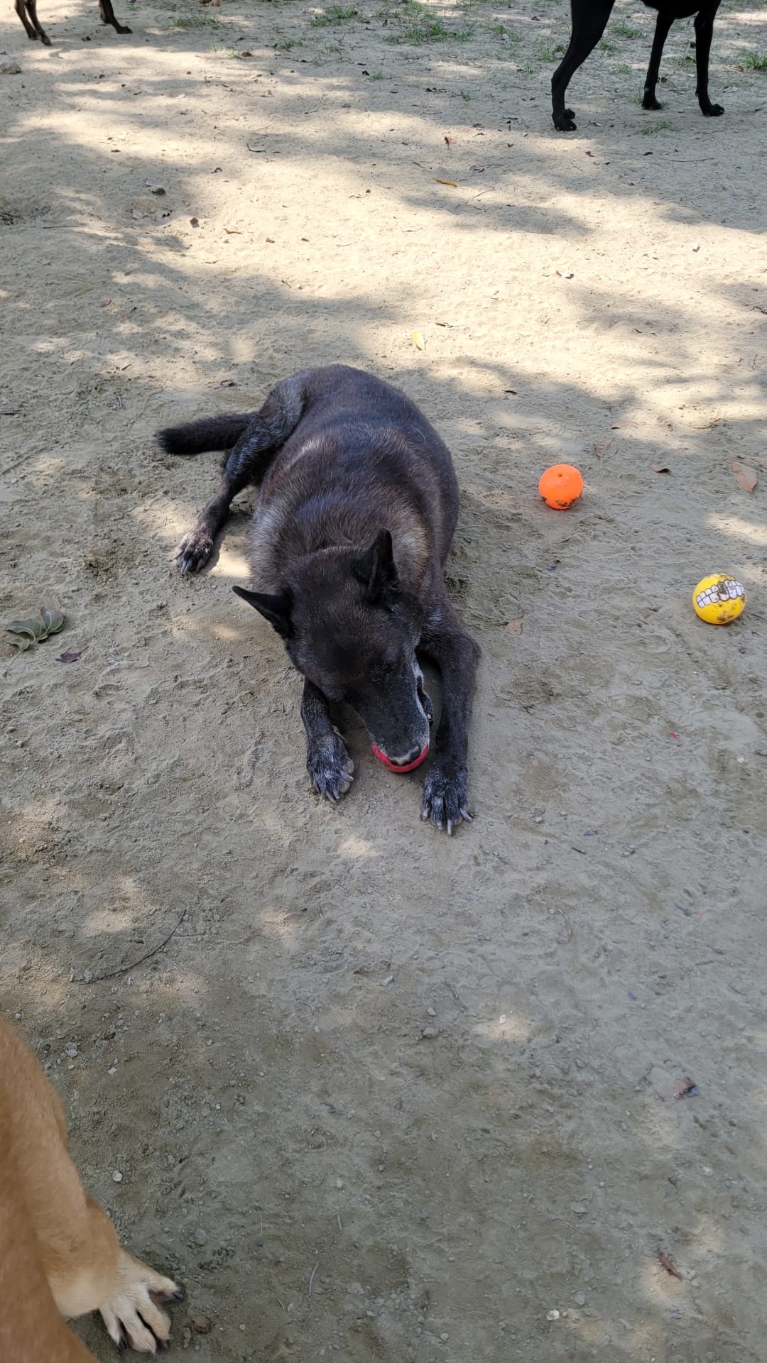 球球富翁 的照片