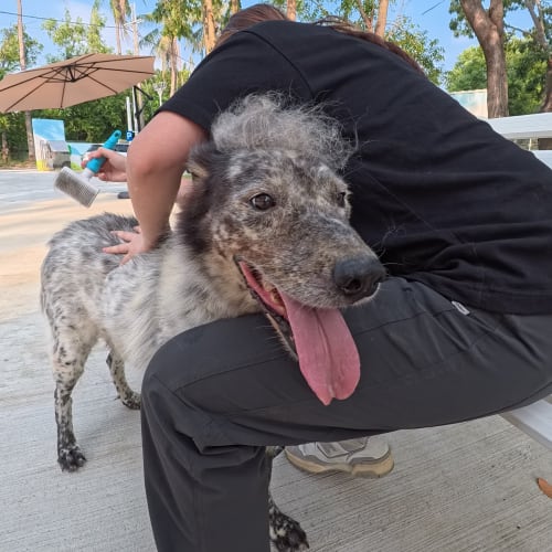 帥氣牧羊犬魂上身 的照片