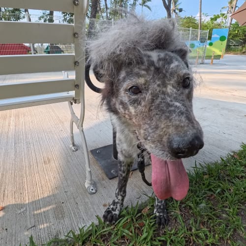 帥氣牧羊犬魂上身 的照片