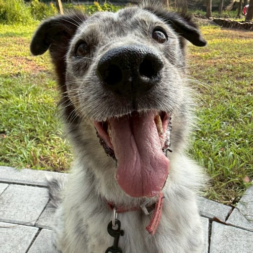 帥氣牧羊犬魂上身 的照片