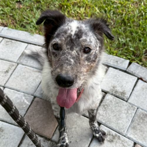 帥氣牧羊犬魂上身 的照片