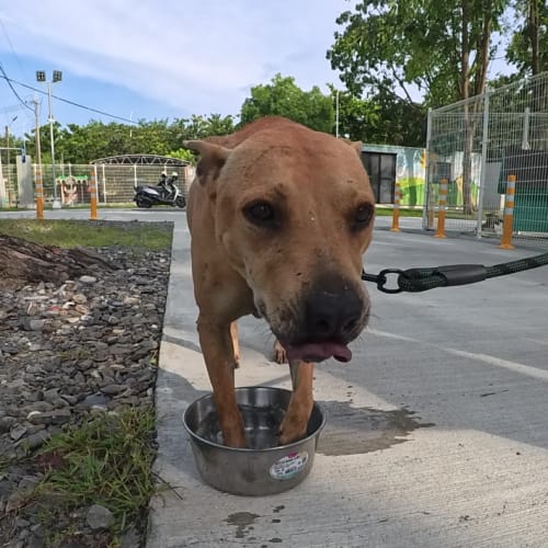 雨醇&柴茶 的照片