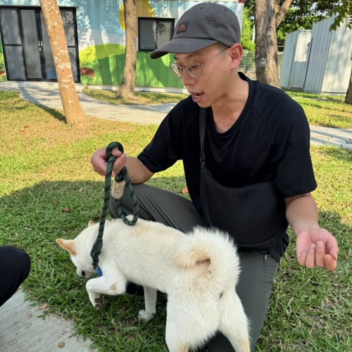 Leo 訓練師訓練帶白柴 的照片