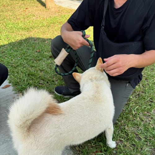 Leo 訓練師訓練帶白柴 的照片