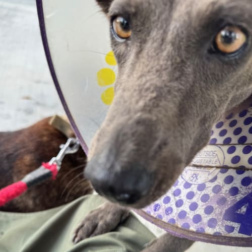 小雨跟 Vico 帶著灰灰倒室內互動 的照片