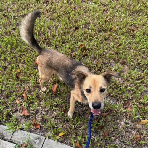 奶茶萌照與討吃 的照片