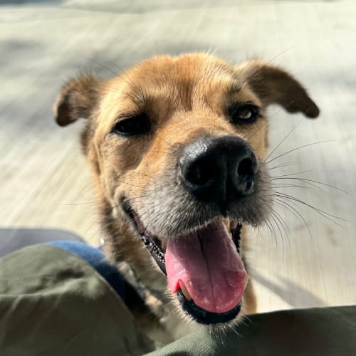 奶茶萌照與討吃 的照片