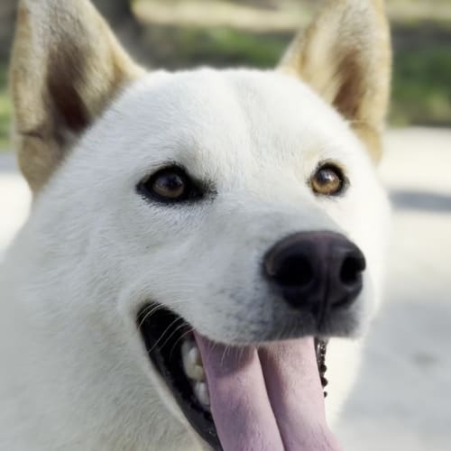 Vico 拍出白柴的帥氣 的照片