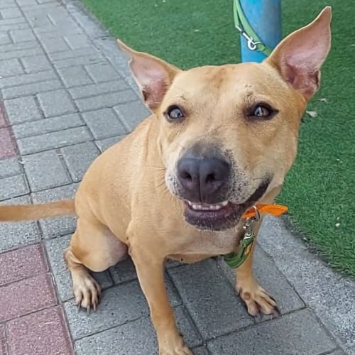 柴茶小劇場～ 的照片