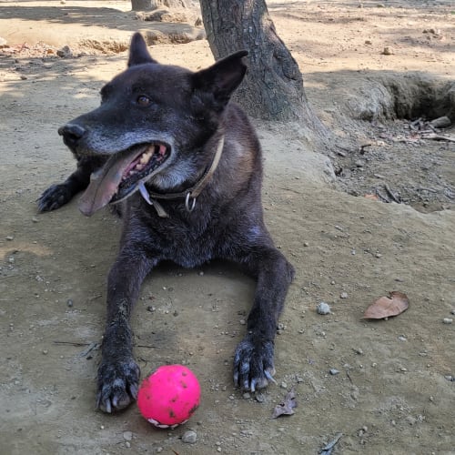 球球富翁 的照片