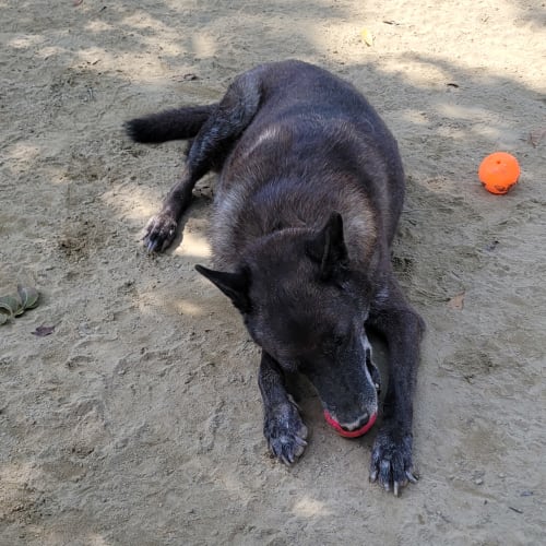 球球富翁 的照片