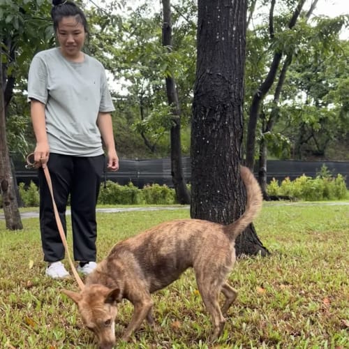 訓練師采妤協助 的照片