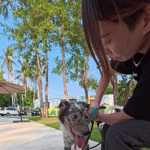 帥氣牧羊犬魂上身 的照片