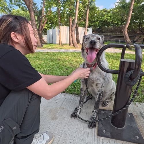 帥氣牧羊犬魂上身 的照片