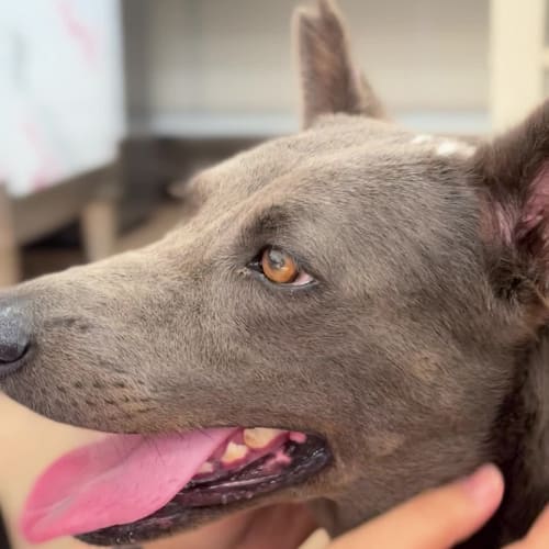 小雨跟 Vico 帶著灰灰倒室內互動 的照片