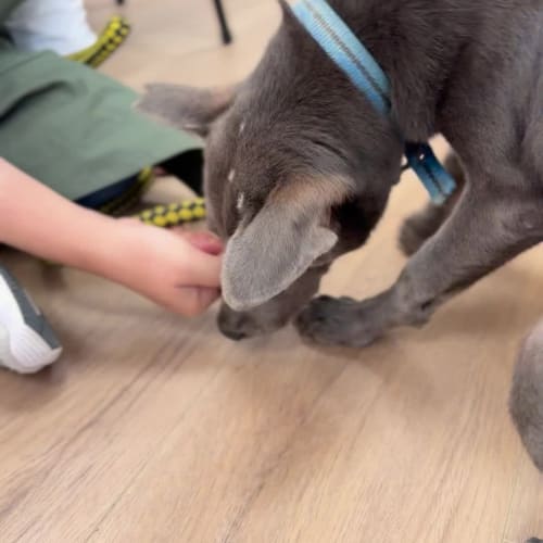 小雨跟 Vico 帶著灰灰倒室內互動 的照片