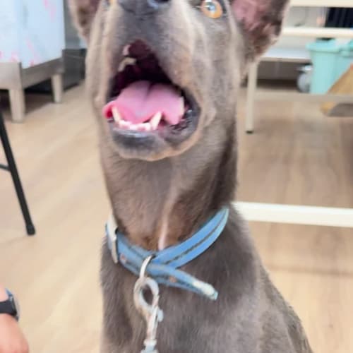 小雨跟 Vico 帶著灰灰倒室內互動 的照片