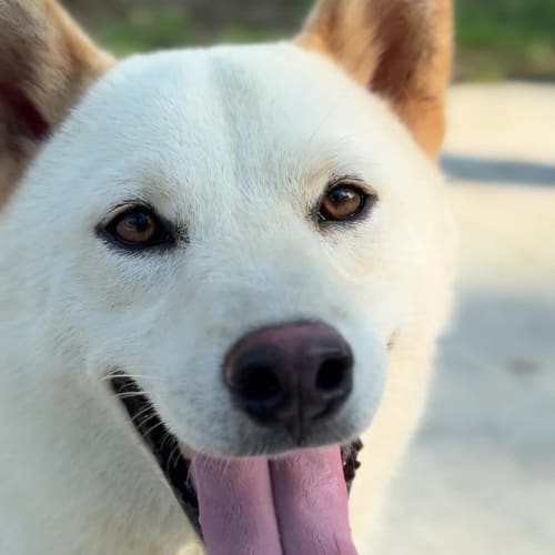 Vico 拍出白柴的帥氣 的照片