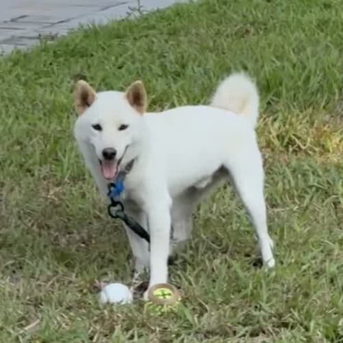 白柴玩球紀錄 的照片