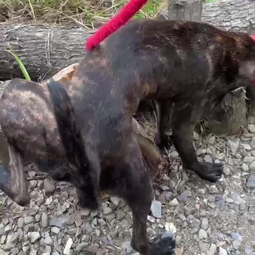 穩地的阿花 的照片